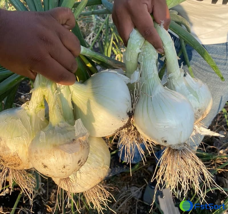 images/1693296217808Temporada de cebolla mexicana.jpg